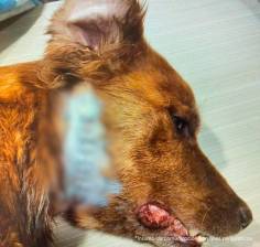 El perro Chester fue apuñalado en el cuello por un hombre. en Sopetrán, Antioquia. FOTO: CORTESÍA DE LA FISCALÍA.