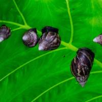 El caracol africano se reproduce con facilidad, lo cual implica una capacidad amplia para copar áreas grandes con rapidez. FOTO: JULIO CÉSAR HERRERA