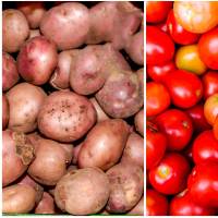 Variedades de papa y tomate cultivadas, descendientes de especies domesticadas en los Andes, hoy forman parte esencial de la dieta global. FOTOS Juan Antonio Sánchez