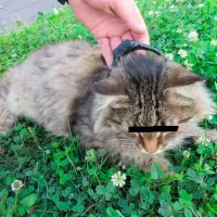 Este fue el gato con el que intentaron ingresar droga a una cárcel en Rusia. FOTO CORTESÍA