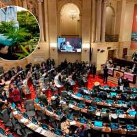 La iniciativa se hundió en junio de 2023 en el último de sus ocho debates. Se busca hacer una excepción a un artículo de la Constitución para crear un mercado legal de esta sustancia, al que solo podrán acceder mayores de edad. FOTO: EL COLOMBIANO