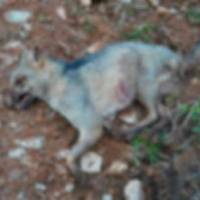 El zorro perro y sus crías fueron las nuevas víctimas de indolencia y salvajismo de las personas. FOTO: CORTESÍA