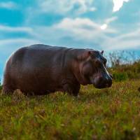 El proceso de eutanasia de hipopótamos depende del cumplimiento de un estricto protocolo de bioética que evite el sufrimiento y maltrato. FOTO: CAMILO SUÁREZ