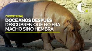 Hipopótamo que habían llevado de México a Japón como macho resultó ser hembra