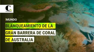 La Gran Barrera de Coral de Australia sufre el peor blanqueamiento jamás registrado