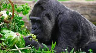 La celebración de cumpleaños de Fatou es un recordatorio para los humanos de la importancia de la protección de los gorilas y su hábitat natural. Su longevidad es un testimonio de la resistencia y la adaptabilidad de estas magníficas criaturas. Foto: AFP