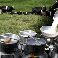 Según Fedegán, actualmente solo se está acopiando el 44% de la leche producida. Foto: Juan Antonio Sánchez
