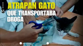 Gato era usado como “mula” para ingresar drogas a la cárcel