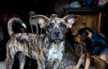 En Medellín, cerca del 63 % de los hogares conviven con al menos una mascota, lo que refleja la magnitud del impacto que tendría la creación de una cédula animal en la ciudad. FOTO Julio César Herrera 