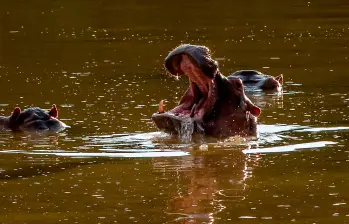 Desde que Pablo Escobar trajo los primeros hipopótamos desde Estados Unidos hace 40 años, ningún gobierno ha sido capaz de volver a montar a otro de estos individuos en un avión. FOTO Juan Antonio Sánchez
