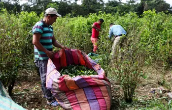 La siembra de hoja de coca sigue en aumento sostenido desde el inicio del proceso de negociación de paz con las Farc, en 2013. FOTO: MANUEL SALDARRIAGA. La siembra de hoja de coca sigue en aumento sostenido desde el inicio del proceso de negociación de paz con las Farc, en 2013. FOTO: MANUEL SALDARRIAGA.