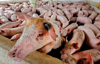 La Peste Porcina Africana (PPA) nunca ha estado en el territorio nacional. FOTO EL COLOMBIANO