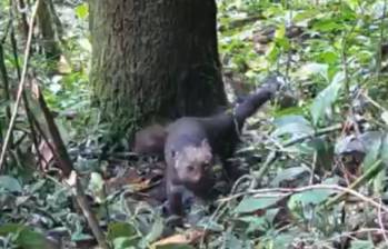 Los jaguarundí fueron avistados en el corregimiento El Manzanillo, de Itagüí, con cámaras trampa instaladas por los guardabosques de la Alcaldía de Itagüí. FOTO: Cortesía Alcaldía de Itagüí