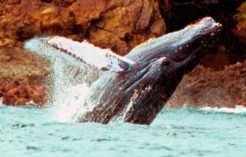 Las ballenas jorobadas pasan por Colombia durante su ruta migratoria. Foto: Manuel Saldarriaga. 