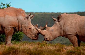 En 2023, cazadores en Sudáfrica mataron a 499 rinocerontes, lo que significa un aumento del 11% respecto a la cifra de 2022. Foto Getty.