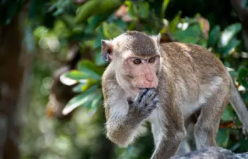 Un mono rhesus (imagen de referencia) se fugó luego del volcamiento de un camión en Misisipi, Estados Unidos. Foto: Getty Images Un mono rhesus (imagen de referencia) se fugó luego del volcamiento de un camión en Misisipi, Estados Unidos. Foto: Getty Images