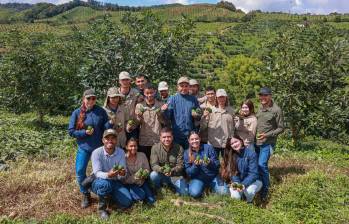 Los cultivos de Cartama se extienden por 19 municipios del país y suman más de 714.000 árboles de aguacate Hass. FOTO Manuel saldarriaga