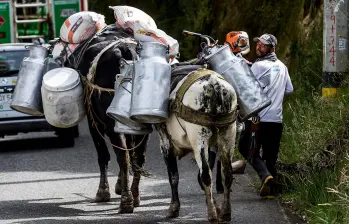 Bloqueos en vías de Boyacá y Santander dificultan el transporte de leche hacia plantas de procesamiento.