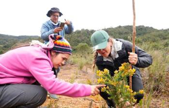 Esta especie introducida en los 50 en el país es una de las grandes amenazas a los ecosistemas de Colombia. FOTO: CORTESÍA CORANTIOQUIA