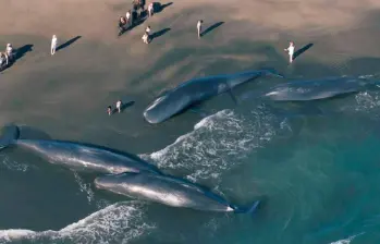 Las ballenas permanecieron varias horas tendidas en la playa sobre la poca agua que llegaba a la orilla. FOTO: Tomada de X @vnpoint