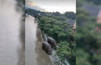 Hipopótamos en el río Medellín. Foto: X Freddys Pastorizo @FreddysPastori4 Hipopótamos en el río Medellín. Foto: X Freddys Pastorizo @FreddysPastori4