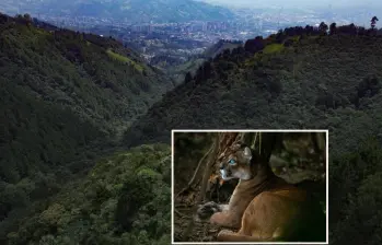 Adelante, imagen de referencia de un puma en Antioquia. Atrás, la reserva de El Romeral de donde habría salido el puma y su cría. Foto: Manuel Saldarriaga Quintero.