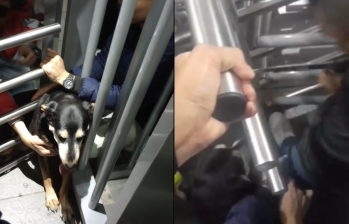 Los dueños del animal fueron aconsejados por los bomberos de llevar a su mascota al veterinario tras permanecer una hora atrapada en los barrotes. FOTO: TWITTER @TATA_LARA96 / CAPTURA DE VIDEO