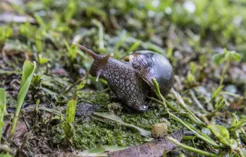 El caracol africano es considerada una especie invasora y peligrosa para la salud humana. FOTO: El Colombiano