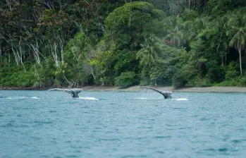Nuquí combina ballenas con playas vírgenes y selvas biodiversas. Guapi y Buenaventura ofrecen acceso al Parque Nacional Natural Uramba Bahía Málaga, otra joya recomendada por la Gobernación del Valle del Cauca. FOTO: Cortesía.