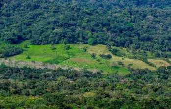 La pérdida de bosques no ocurre igual en todo el mundo: mientras la agricultura permanente impulsa la deforestación en América Latina, en África predominan los cultivos migratorios y en Rusia los incendios. FOTO: Juan Antonio Sánchez