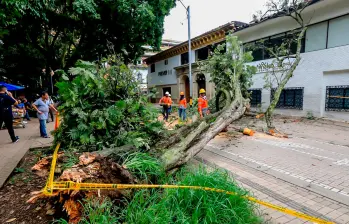 Así quedó el árbol luego de caerse sobre una casa patrimonial en el Parque Bolívar. FOTOS: Esneyder Gutiérrez