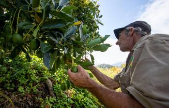 El aguacate hass, uno de los productos con más potencial en EE. UU. FOTO EDWIN BUSTAMANTE