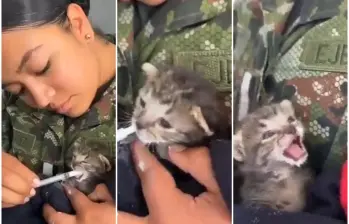 Secuencia de como la dragoneante del Ejército Nacional del Cantón Militar Caldas, ubicado en el sur de Bogotá, rescató y alimentó al gato bebé. FOTO: Captura video de redes sociales @COL_EJERCITO