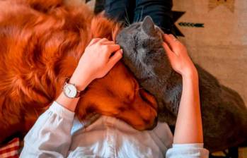Una veterinaria volvió a hacer eco en Reddit, tras lanzar una fuerte recomendación sobre que hacer cuando llegue el momento de despedirse de las mascotas, en su mayoría perros y gatos. FOTO: SSTOCK