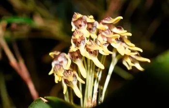Esta nueva especie, la Pleurothallis maitamae, fue recientemente descubierta en Colombia. FOTO cortesía