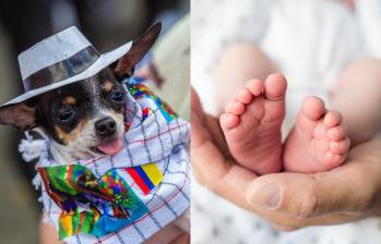 El 49% de los familias en el país tiene perro, frente a un promedio mundial del 34%, y el 38% convive con al menos un gato, muy por encima del 26% global. FOTOS: GETTY Y EL COLOMBIANO