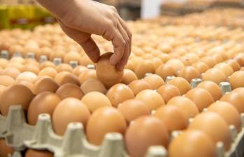 Un estudio cuestiona a gigantes como Olímpica, D1 y Ara por sus huevos que se estarían produciendo en condiciones de hacinamiento en jaulas. Foto: Carlos Alberto Velásquez