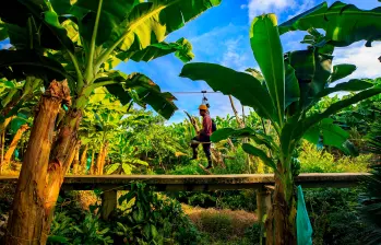 Los mercados europeos mantienen un papel fundamental como destinos del banano colombiano. FOTO Camilo Suárez