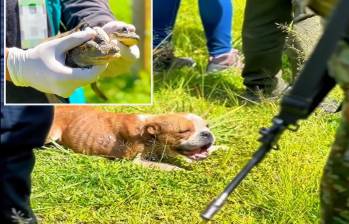 Adelante, las dos babillas encontradas en el operativo. Atrás uno de los perros rescatados. FOTO: imagen tomada de redes