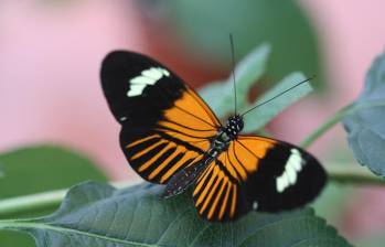 Esta es la especie Heliconius Elevatus, mariposa creada por el cruce de dos especies. FOTO cortesía U. del Rosario