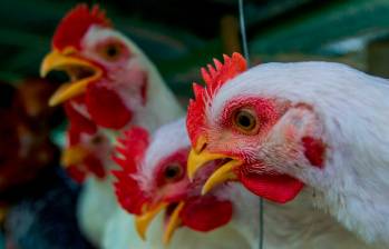 Los pollos son un símbolo de cómo nuestra biósfera ha cambiado y está ahora dominada por el consumo humano y el uso de recursos. Foto: Julio Herrera. 