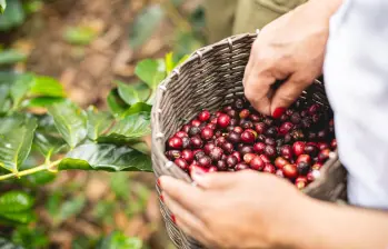 Producción de café en Colombia cae por lluvias, exportaciones bajan 29% y sector enfrenta 2026 más exigente. FOTO: Colprensa