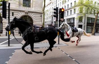 Tras un intenso operativo por parte de la Policía Metropolitana y personal del ejército, los caballos finalmente fueron acorralados y controlados, poniendo fin al insólito incidente. Foto: GETTY