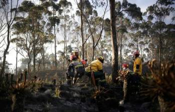 Organismos de socorro reportaron las graves afectaciones a la flora y la fauna durante el incendio en Piedecuesta, Santander. Foto: Colprensa. 