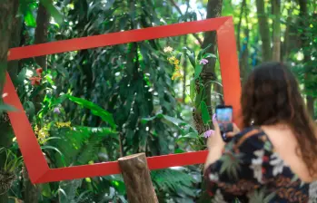La exposición propone un recorrido por las conexiones ocultas que sostienen la vida forestal, a través de instalaciones, ilustraciones y experiencias inmersivas. FOTOS Esneyder Gutiérrez 