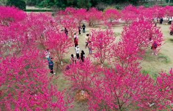 En la provincia de Fujian de China, turistas disfrutan del colorido paisaje natural que las flores de durazno le dan por estos días al Parque Forestal Nacional de Fuzhou. Foto: GETTY