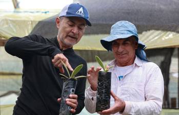 Robinson Salazar y don Ernesto Pérez han trabajado en llave para que la propagación de frailejones en el municipio de Belmira sea referente en el país. FOTO Manuel Saldarriaga