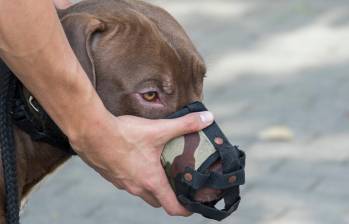 Los perros pitbull son considerados como una raza potencialmente peligrosa. FOTO: EL COLOMBIANO