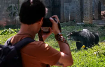 En Japón se han documentado 304 ataques de osos en un lapso de dos años. FOTO ILUSTRATIVA: MANUEL SALDARRIAGA.