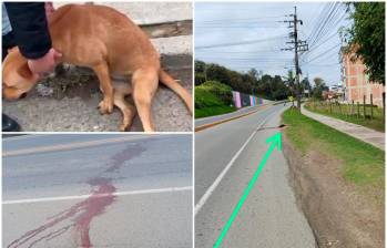 Organizaciones animalistas denuncian que en la Autopista Medellín - Bogotá, a la altura de El Santuario, los atropellamientos de animales están disparados. FOTOS: CORTESÍA VOLUNTARIOS POR LOS ANIMALES EL SANTUARIO